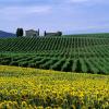 Italy, Tuscany, Chianti, Cerbaia val di Pesa, 2000