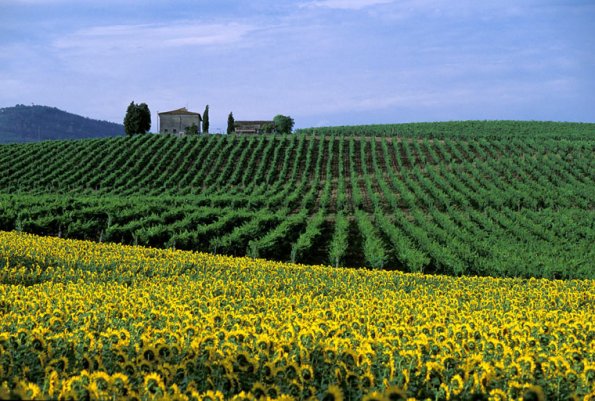 Italy, Tuscany, Chianti, Cerbaia val di Pesa, 2000