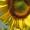 sunflower with a bee