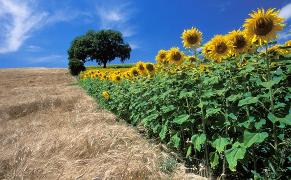 Europe, Italy, Asciano