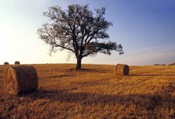 Europe, Italy, Val d'Orcia